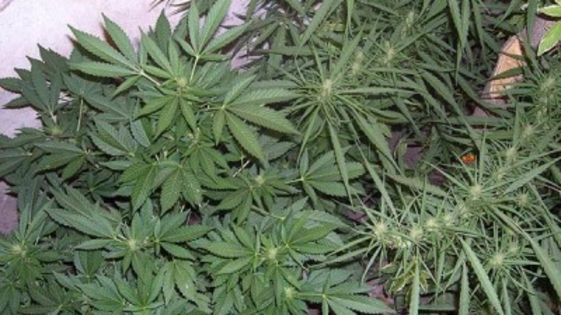 cannabisplant-2.jpg