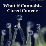 CANNABIS_DVD_FRONT_COVER_6-12.jpg
