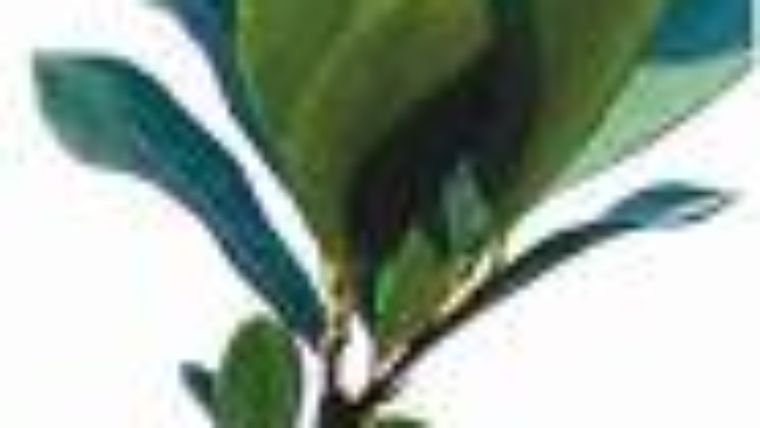 arton2911