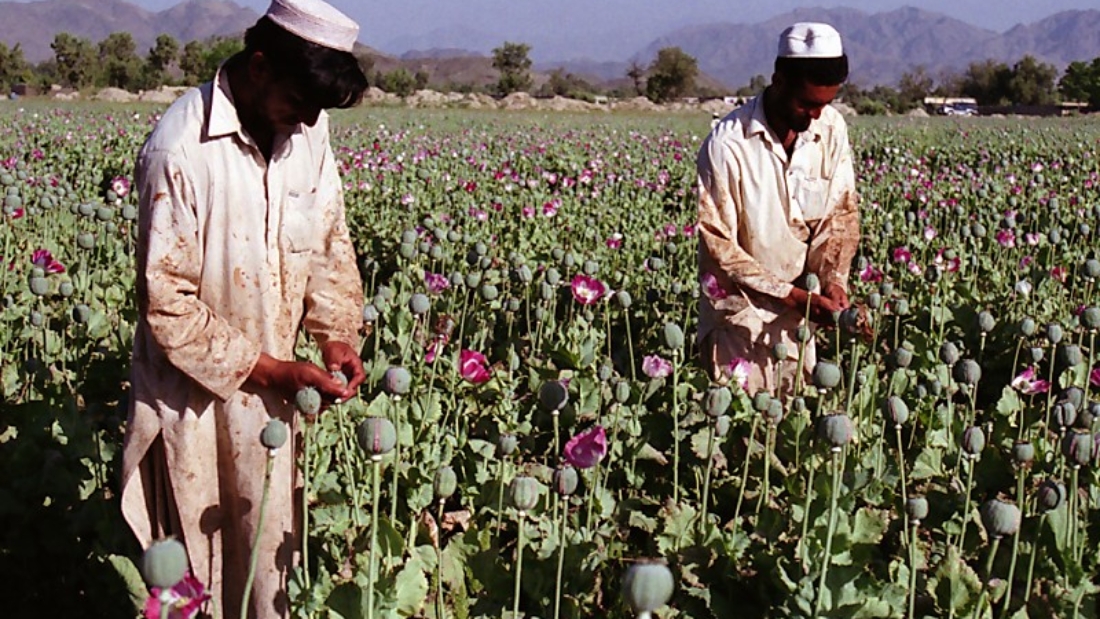 poppyfarm.jpg