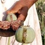 afghan-opium.jpg