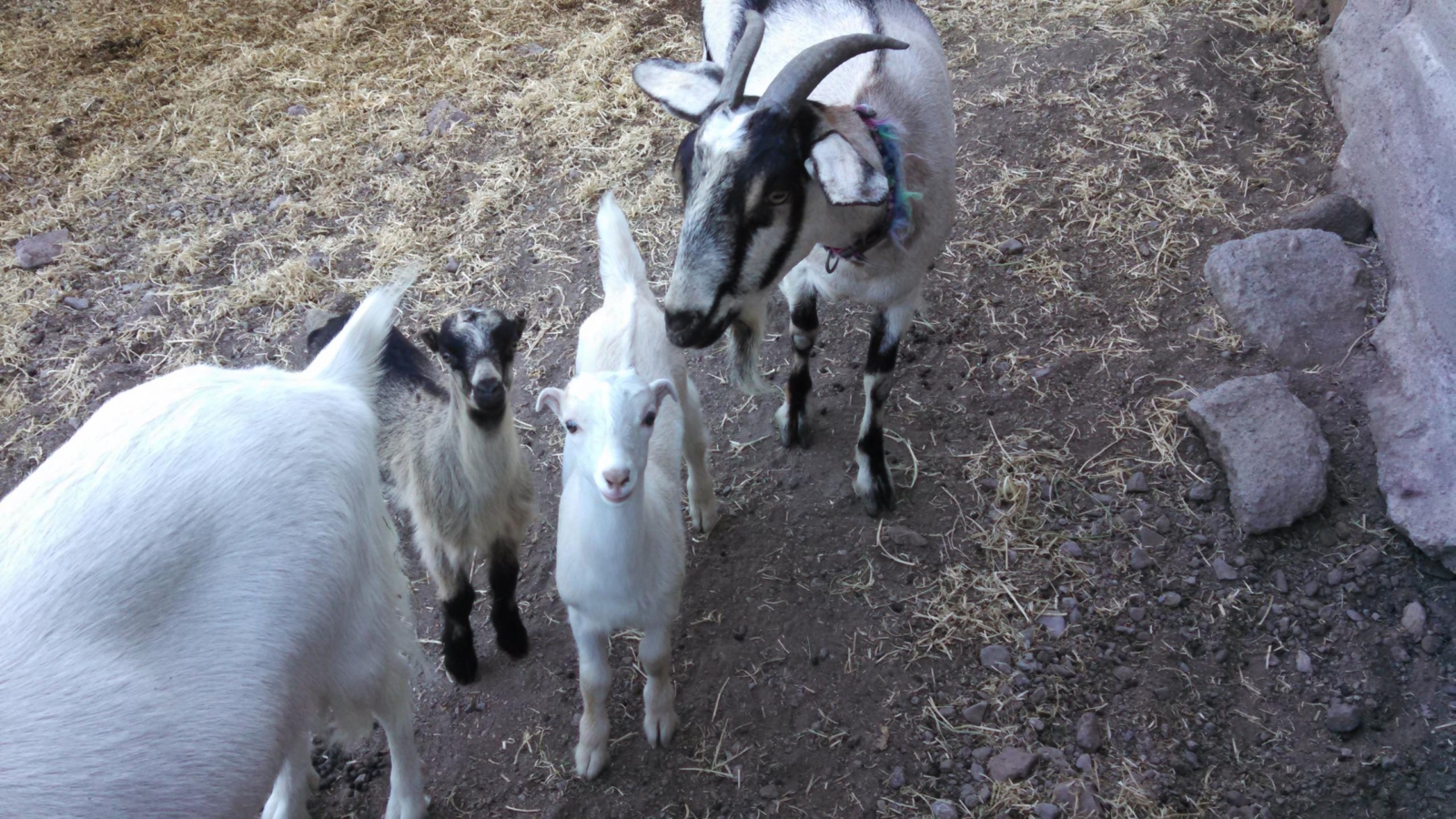 douggoats-3.jpg