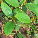 kratom-plant.jpg