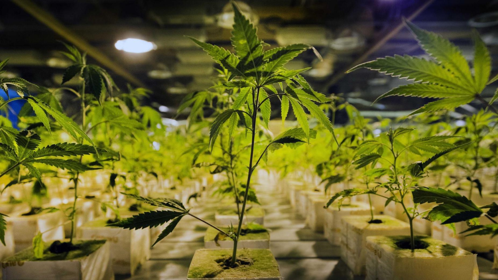 wiet_plant1.jpg