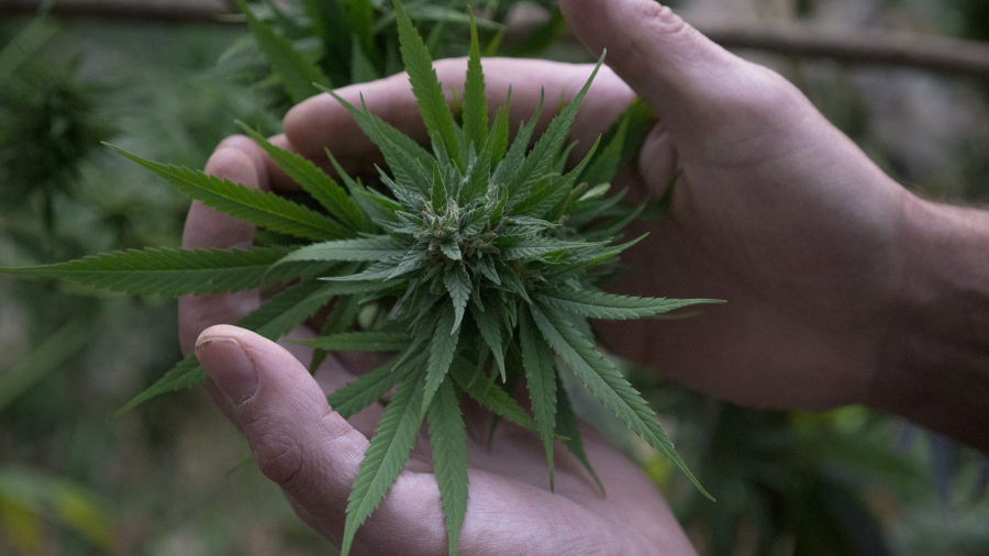 Erec Hand & Topbud 2018